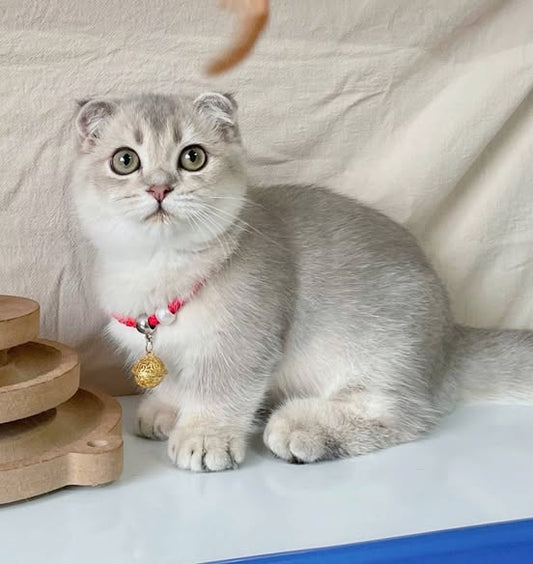 Munchkin Fold