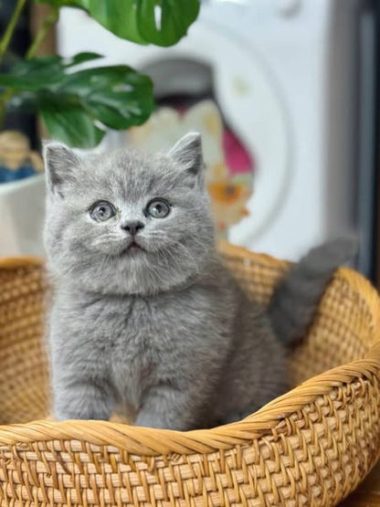 British Shorthair