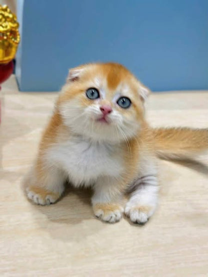 Munchkin Fold