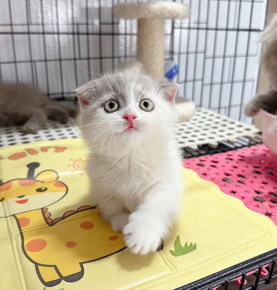 Munchkin Fold