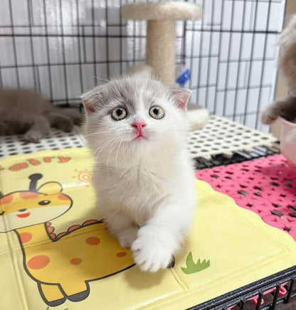 Munchkin Fold