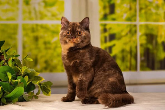 British Shorthair