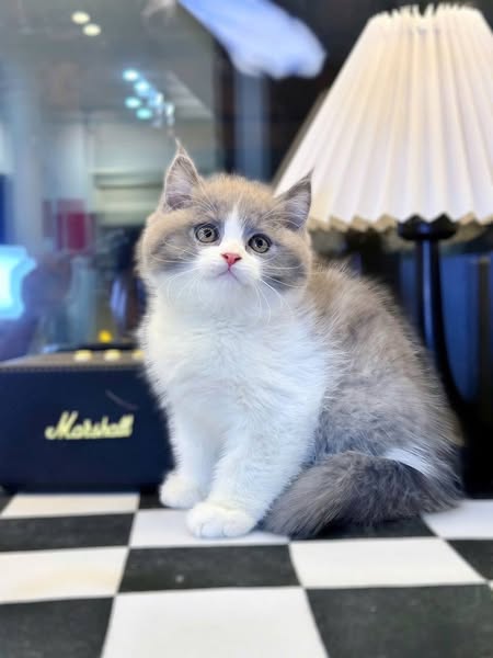 British Longhair