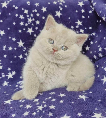 British Shorthair