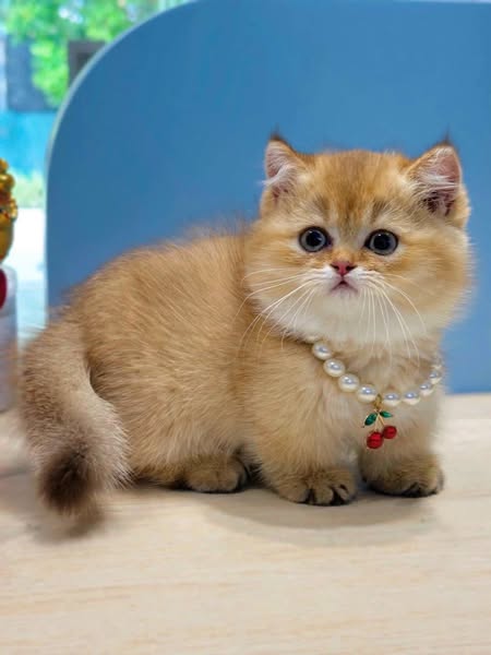 Munchkin