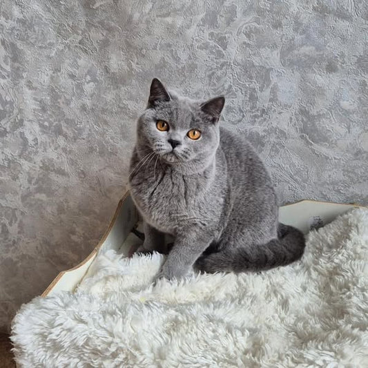 British Shorthair