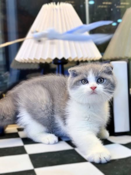 Scottish Fold