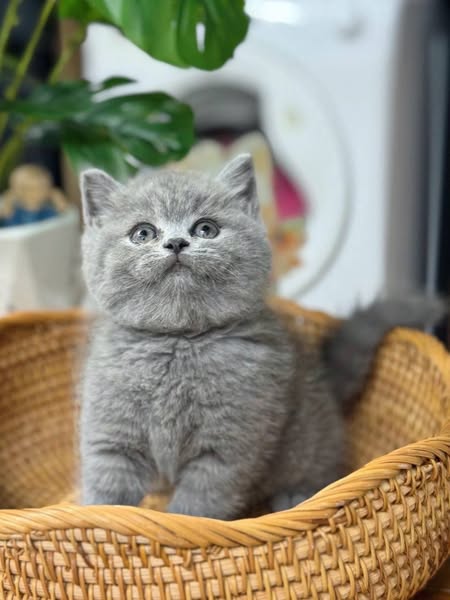 British Shorthair