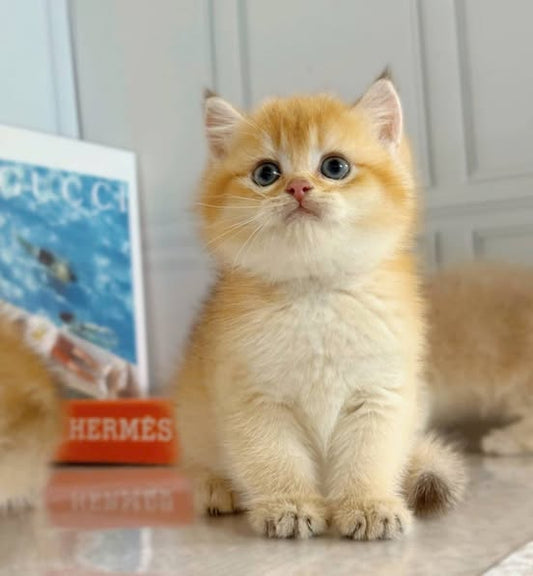 British Shorthair