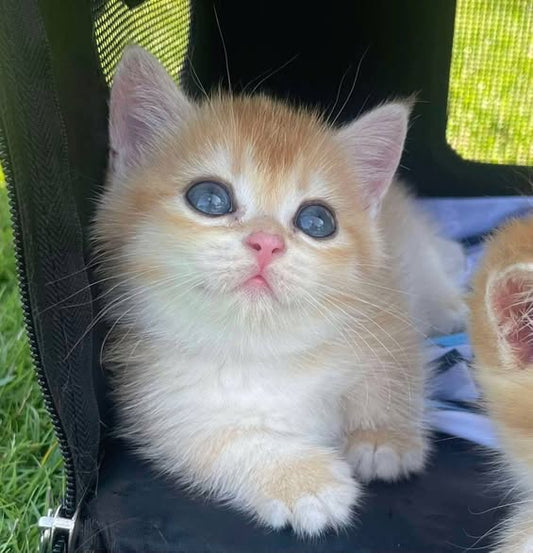 Munchkin