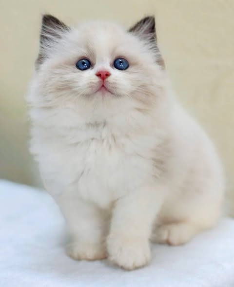 Ragdoll