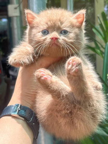 Munchkin