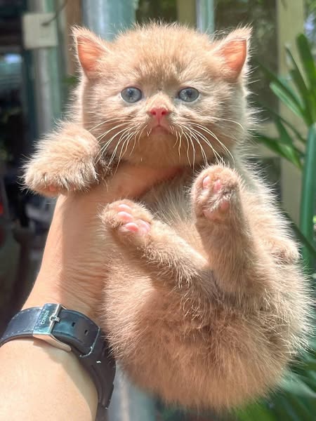 Munchkin