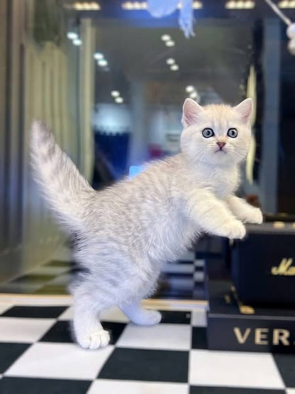 British Shorthair