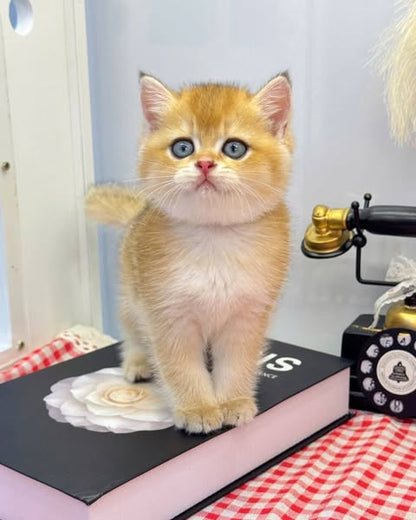British Shorthair