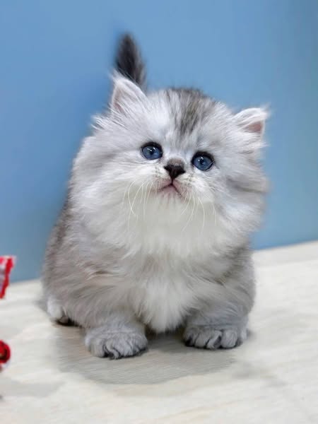 Munchkin Longhair