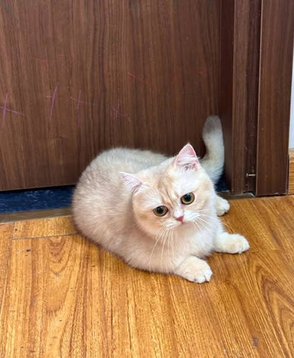 Munchkin