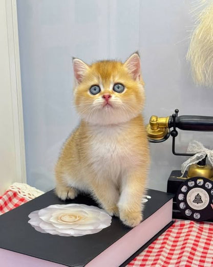 British Shorthair