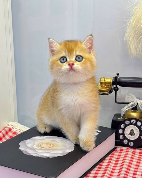 British Shorthair