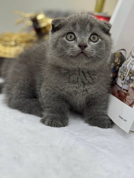Munchkin Fold