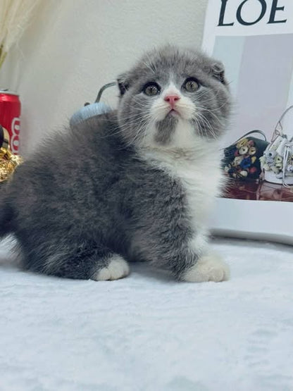 Munchkin Fold