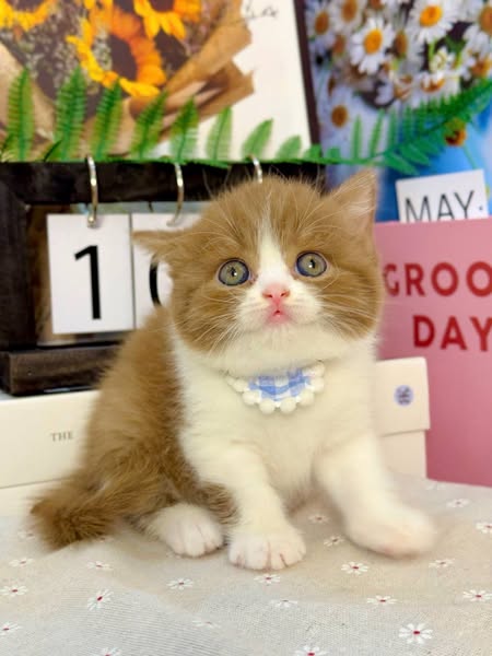 British Shorthair