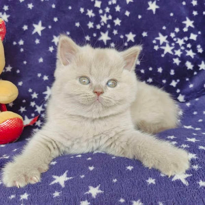 British Shorthair