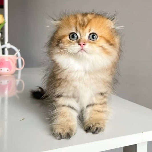 Scottish Fold