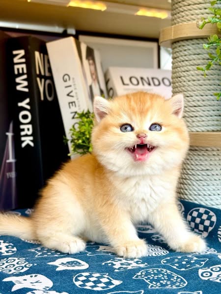 British Shorthair