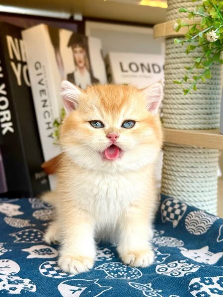 British Shorthair
