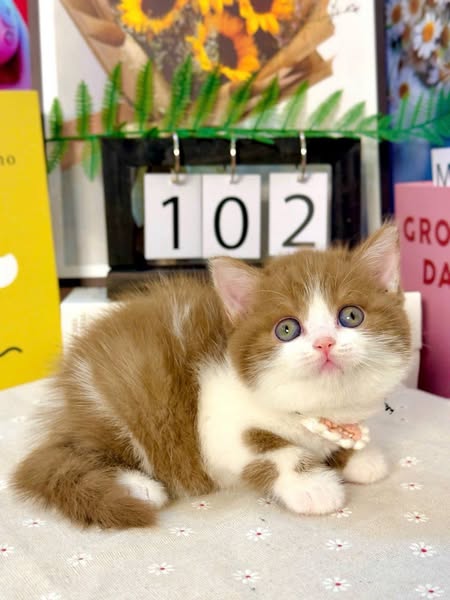 British Shorthair