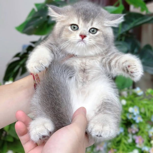 British Shorthair