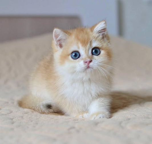 British Shorthair