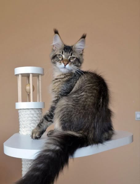 Maine Coon
