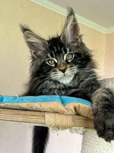 Maine Coon