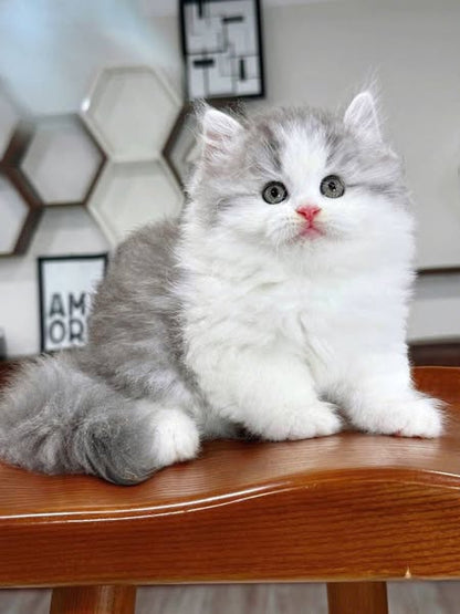 British Longhair