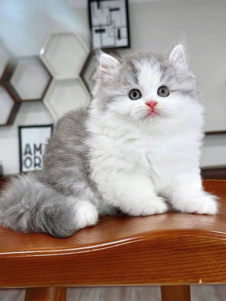 British Longhair