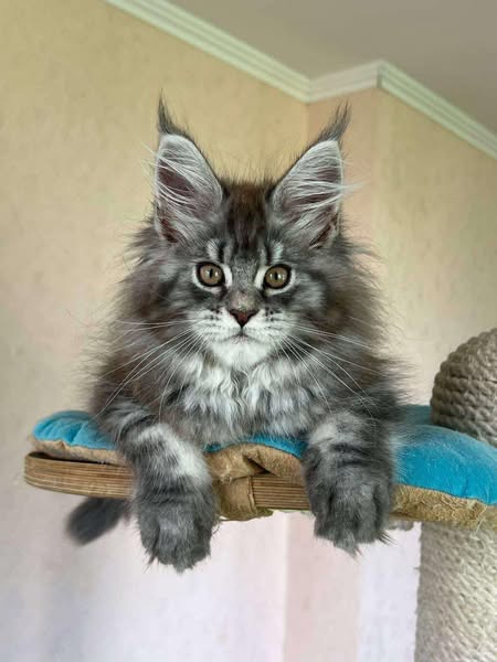 Maine Coon
