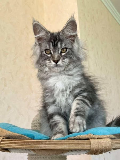 Maine Coon