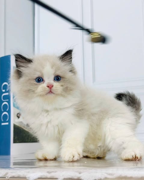 Ragdoll