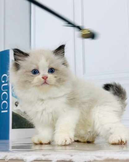 Ragdoll
