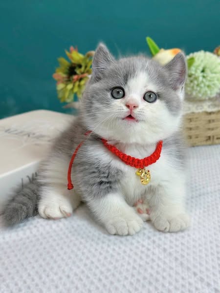 Munchkin