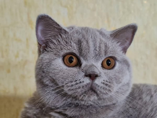 British Shorthair
