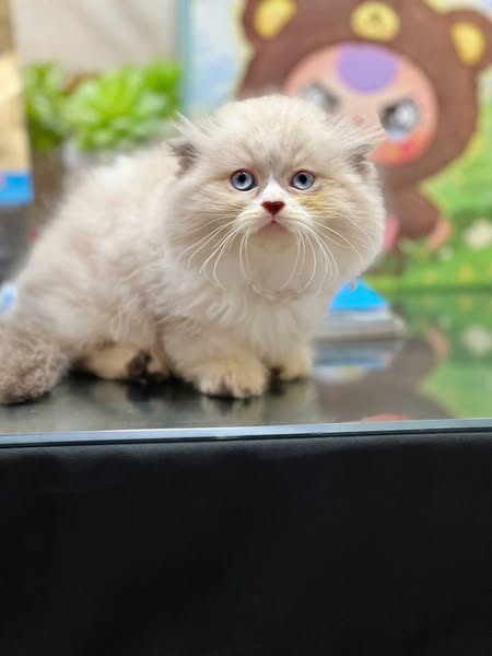 Munchkin Fold Longhair