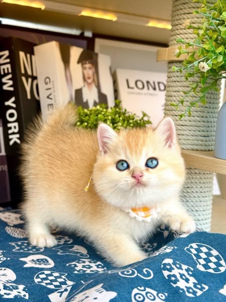 British Shorthair