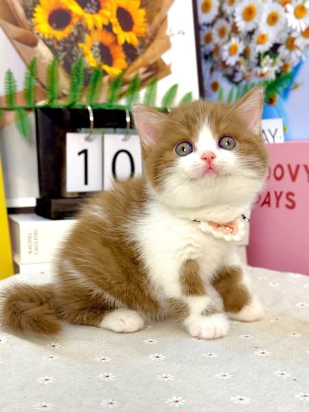 British Shorthair
