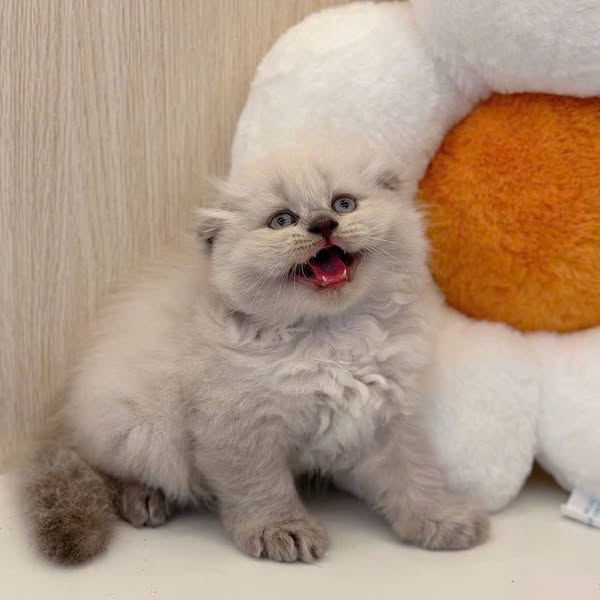 Scottish Fold Longhair