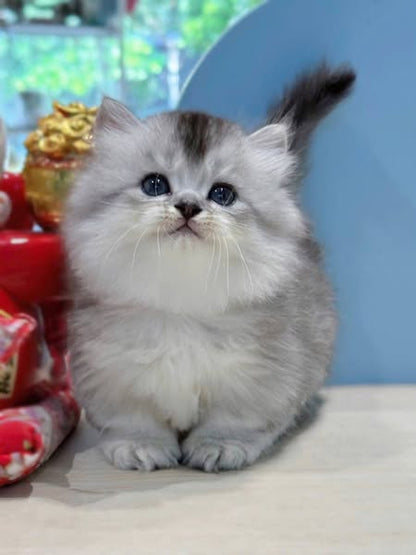 Munchkin Longhair