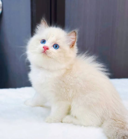 Ragdoll