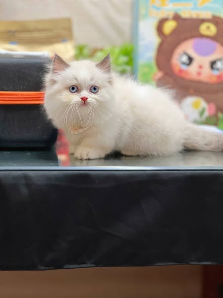 Munchkin Longhair